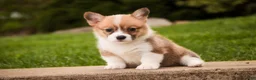 Welsh Corgi Pembroke dogs for sale: Zoe - Ad 3