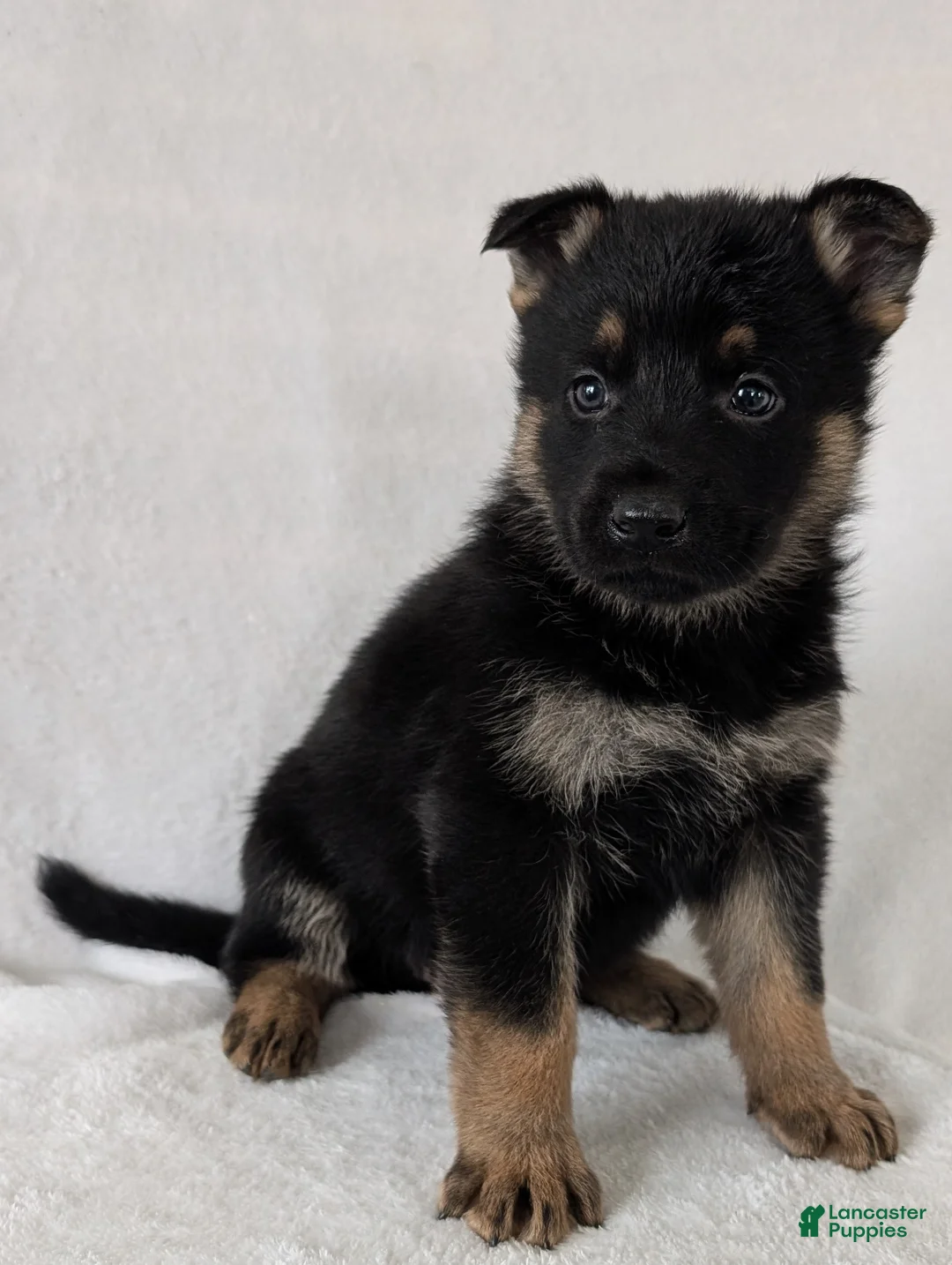 German Shepherd dogs for sale: Fancy  - Ad 3