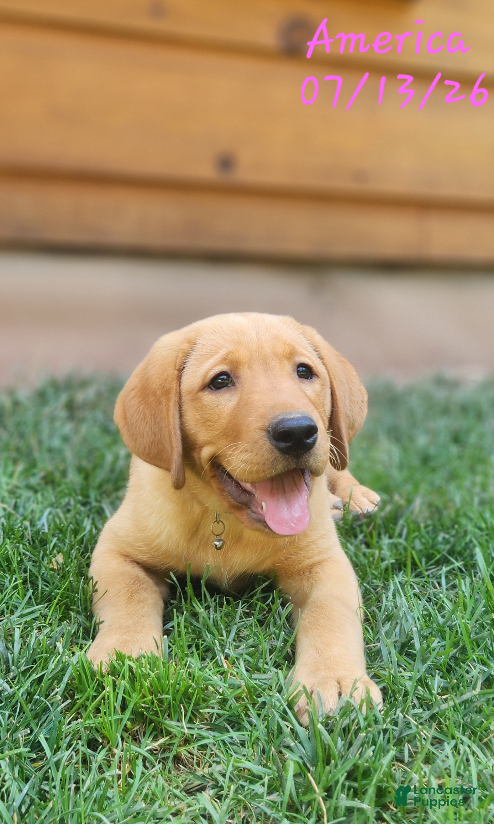 Labrador Retriever dogs America - Ad 2