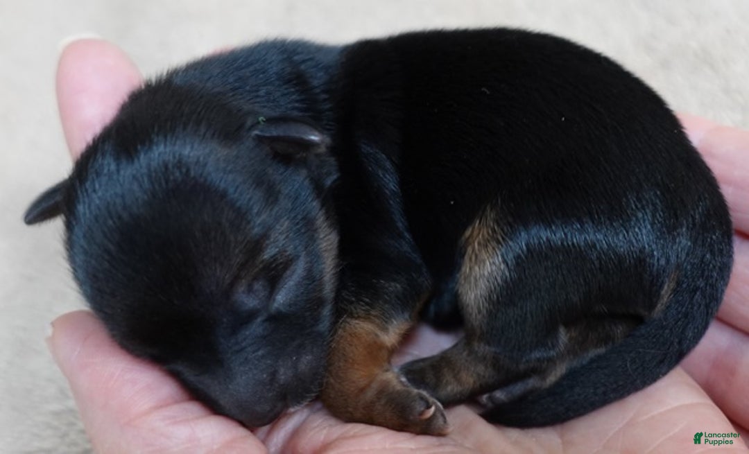 Yorkshire Terrier dogs for sale: Bali - Ad 9