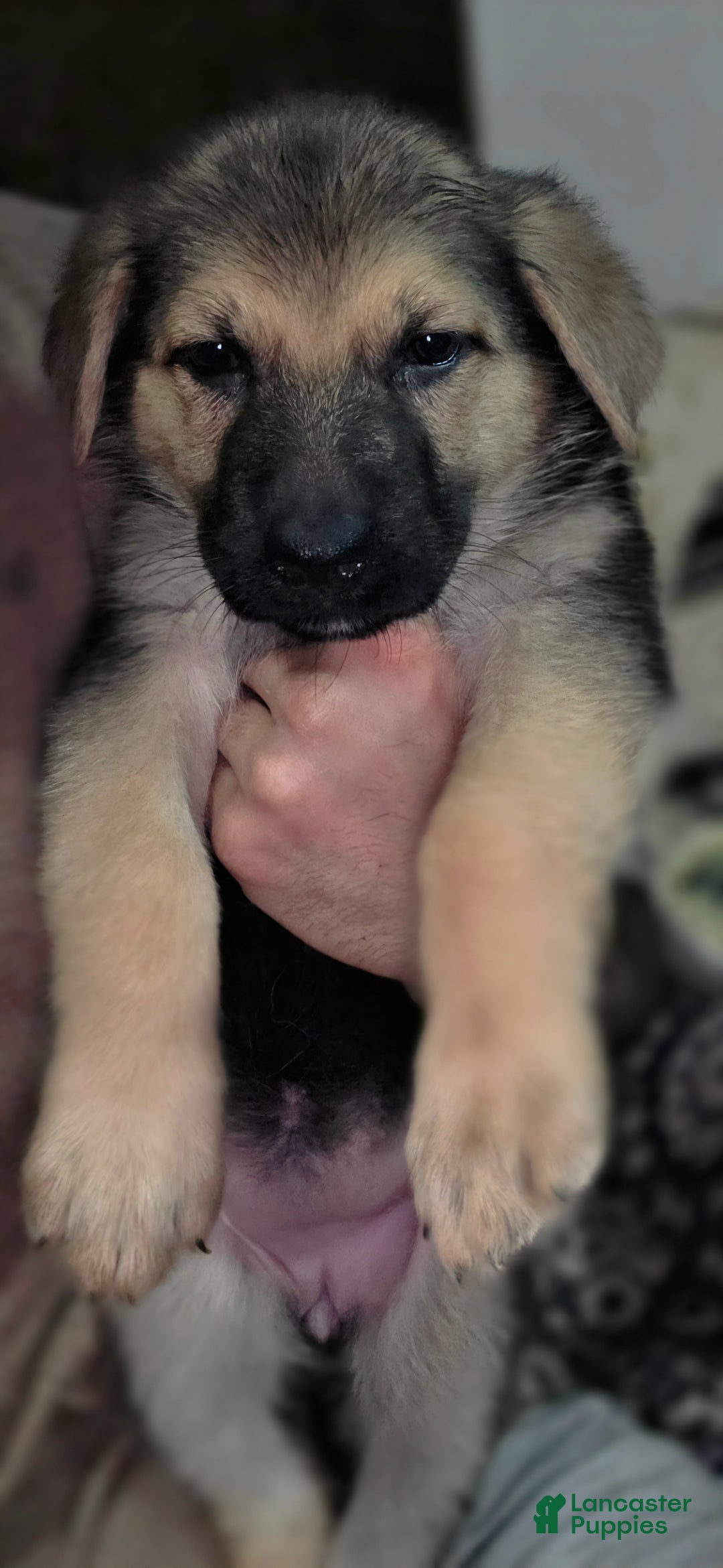 German Shepherd dogs for sale: Bella (5) - Ad 4