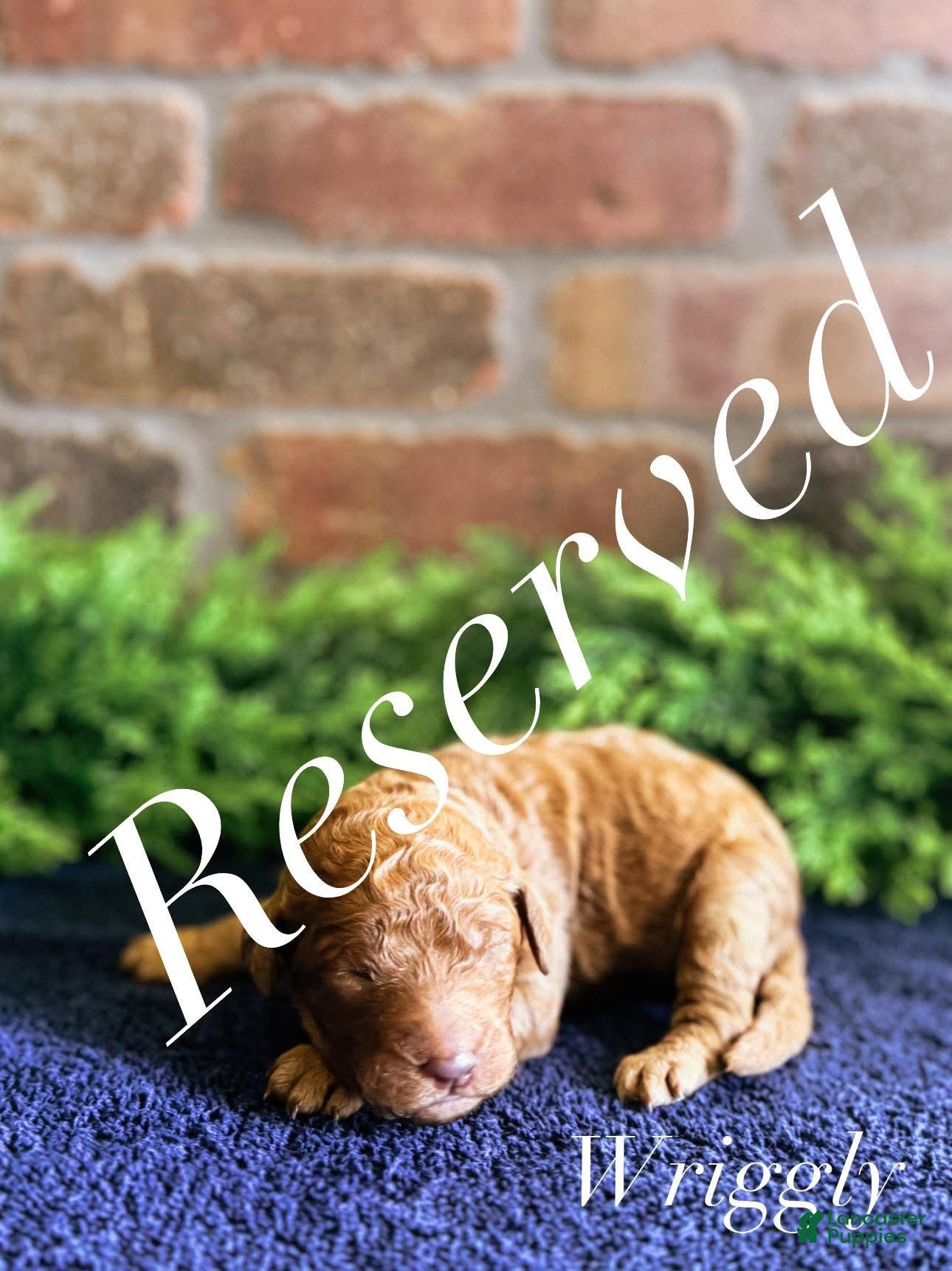 Goldendoodle dogs Goldendoodle Puppy 5 Sold - Ad 12