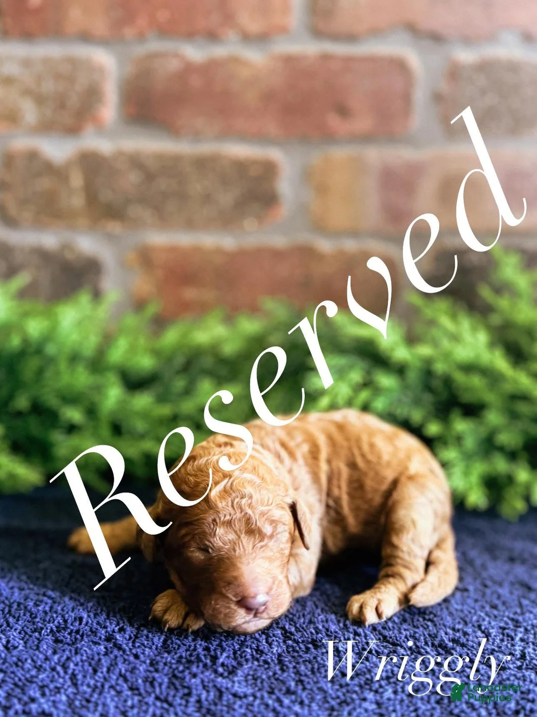 Goldendoodle dogs for sale: Goldendoodle Puppy 5 Sold - Ad 2