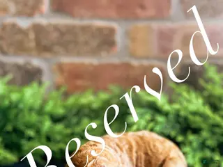 Goldendoodle dogs Goldendoodle Puppy 5 Sold - Ad 12