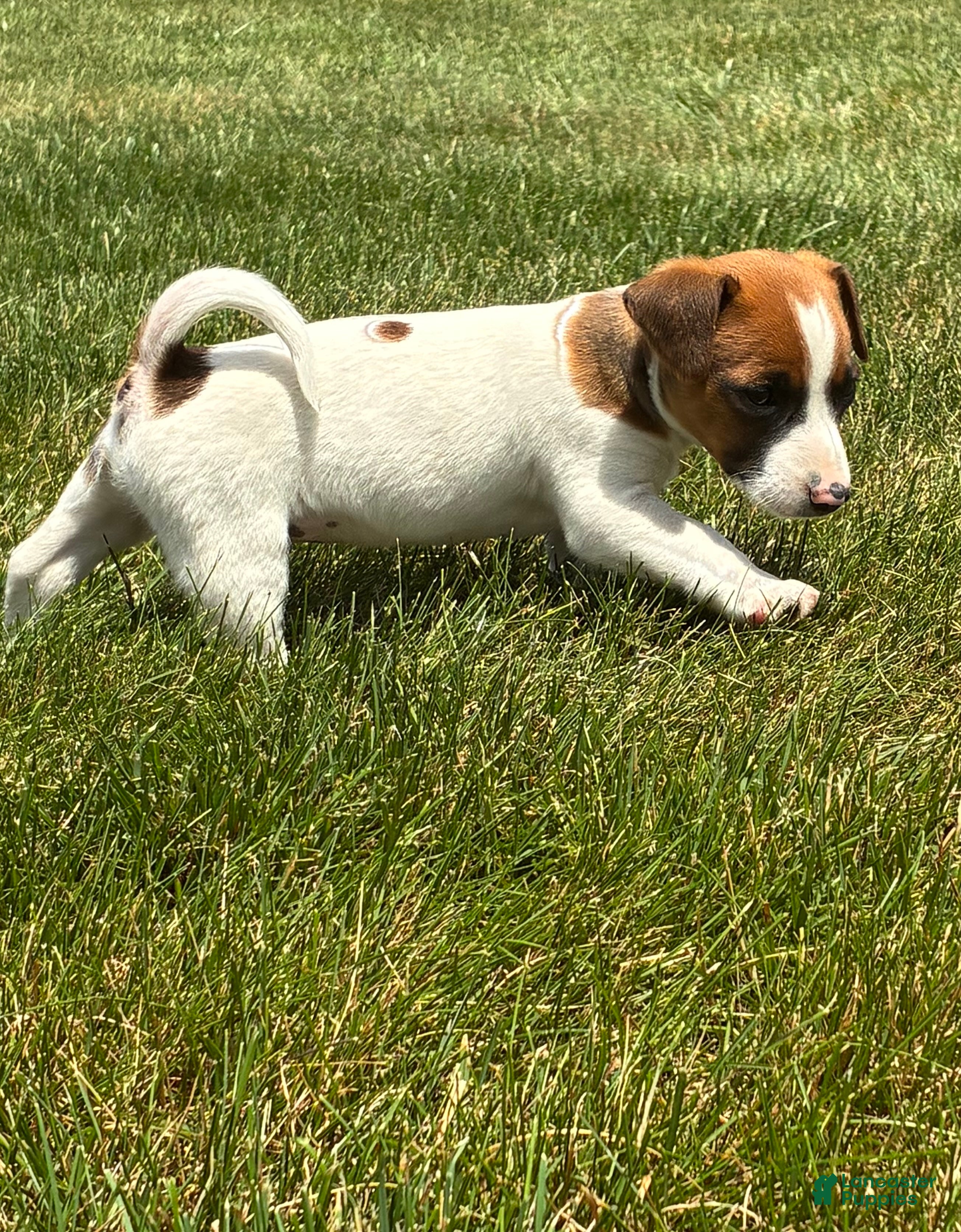 Jack Russell Terrier dogs Jack Russell Terrier 4 - Ad 33