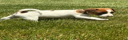 Jack Russell Terrier dogs for sale: Jack Russell Terrier 4 - Ad 1