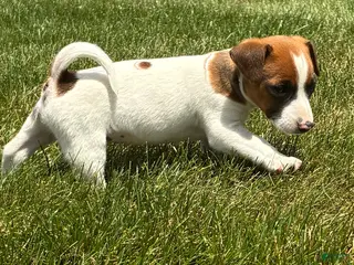 Jack Russell Terrier dogs Jack Russell Terrier 4 - Ad 33