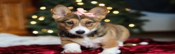 Welsh Corgi Pembroke dogs for sale: Candy - Ad 6