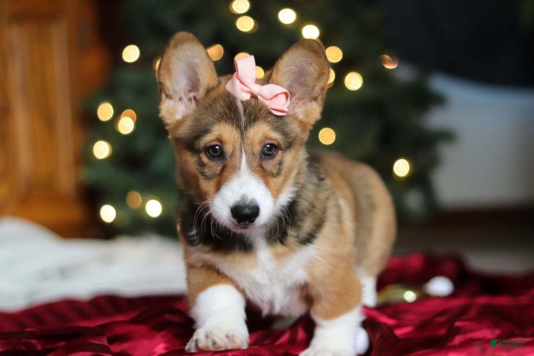 Welsh Corgi Pembroke dogs for sale: Candy - Ad 6