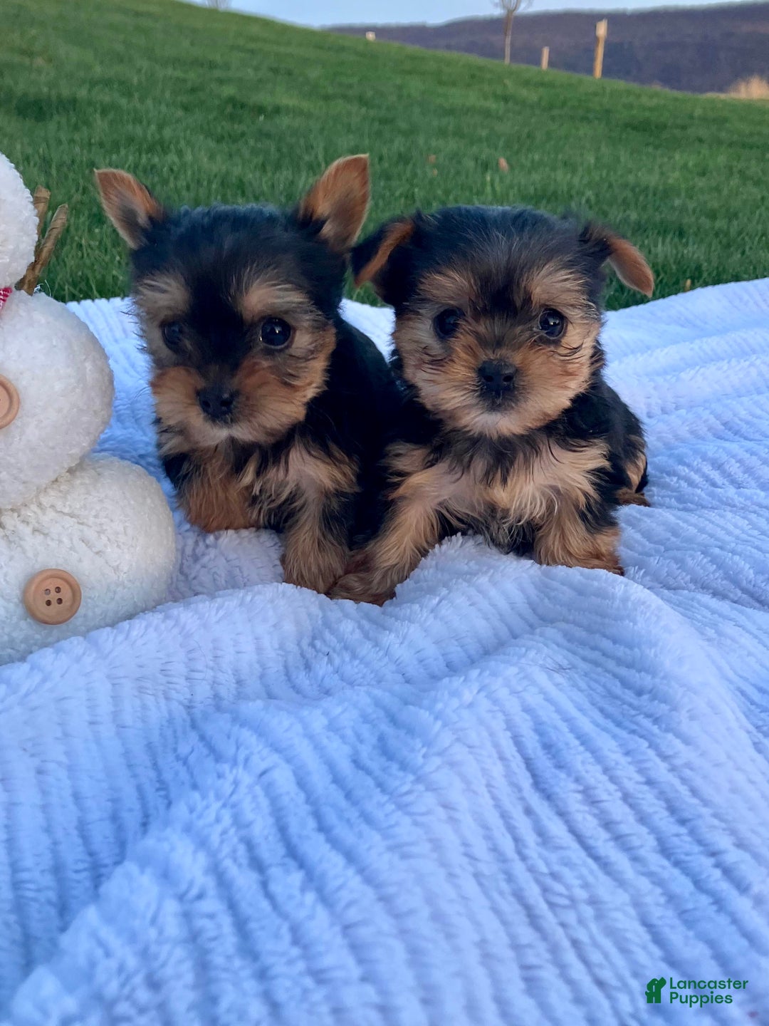 Yorkshire Terrier dogs for sale: Belle - Ad 12