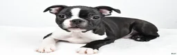 Boston Terrier dogs for sale: Gus - Ad 4