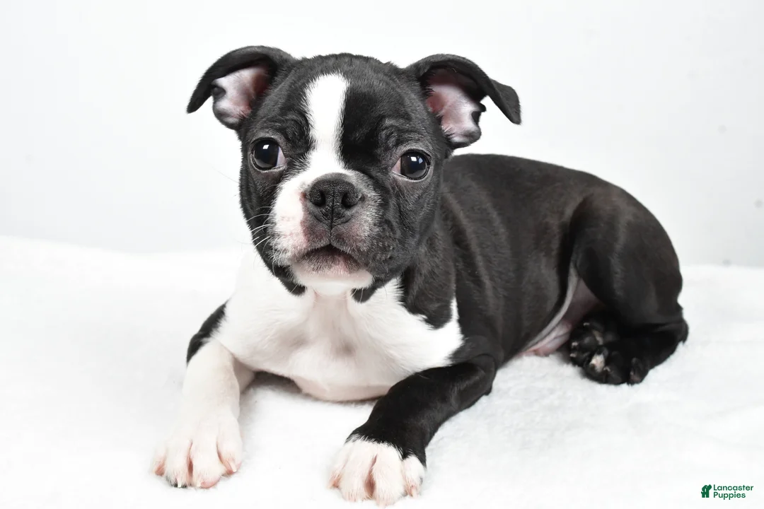 Boston Terrier dogs for sale: Gus - Ad 4