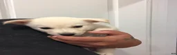 Mixed Breed dogs for sale: Sunny - Ad 3