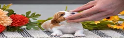 Cavalier King Charles Spaniel dogs for sale: Ruby - Ad 3