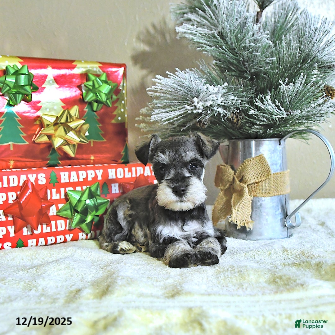 Miniature Schnauzer dogs for sale: Noah - Ad 3