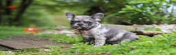 French Bulldog dogs for sale: Jewel - Ad 7