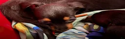 Chiweenie dogs for sale: Oreo - Ad 3