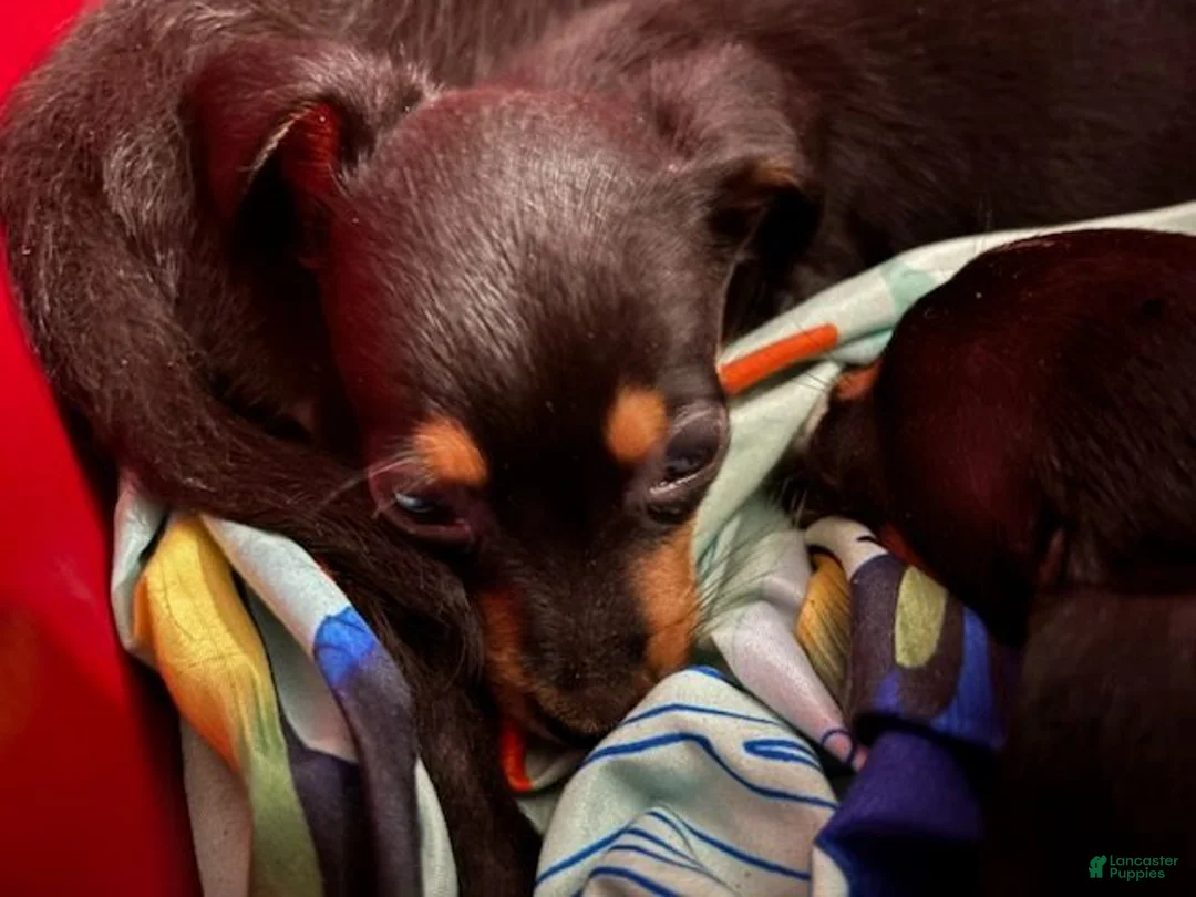 Chiweenie dogs for sale: Oreo - Ad 3