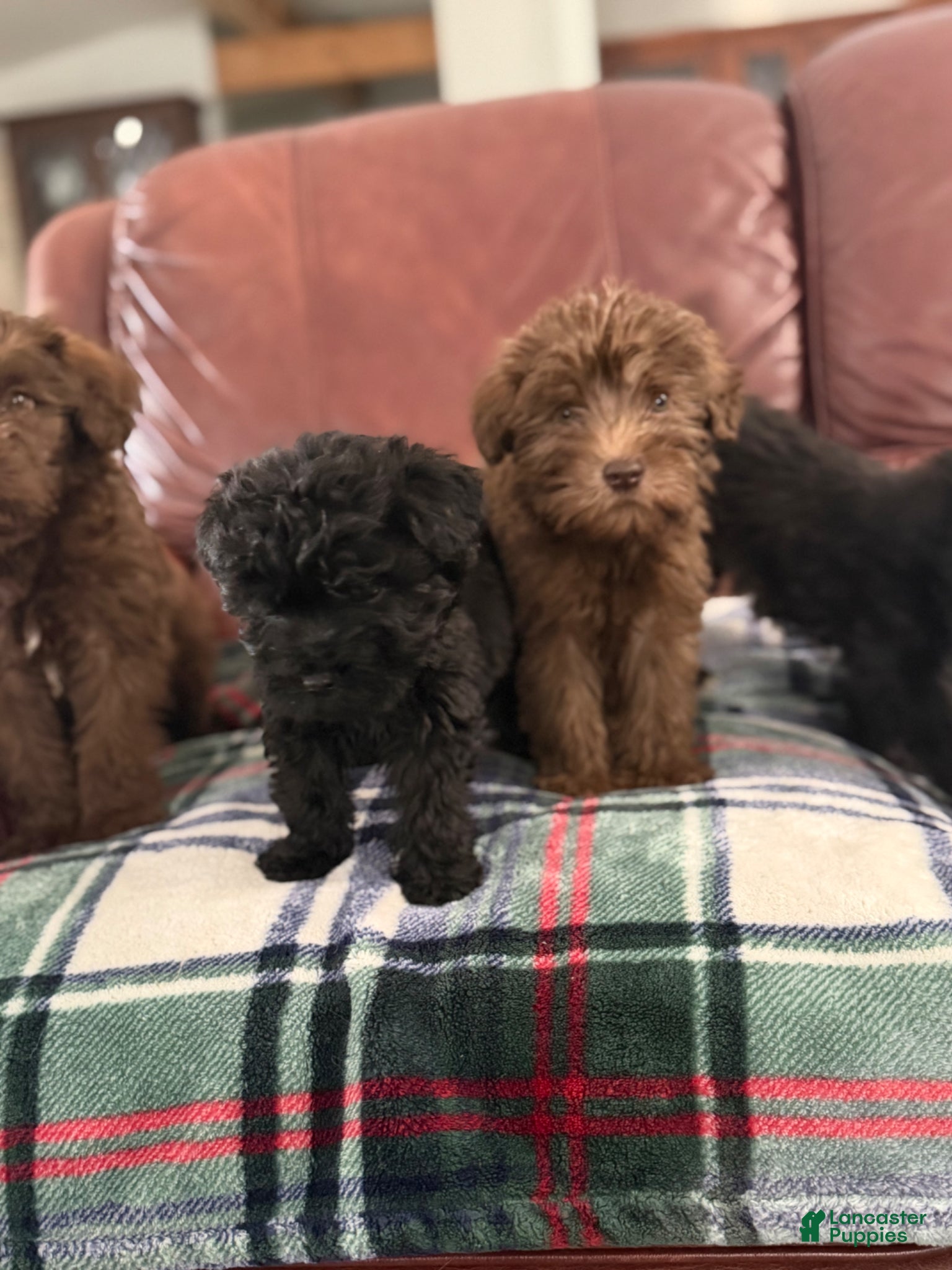 Whoodle dogs for sale: Whoodle Puppy 2 - Ad 3