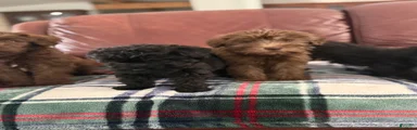 Whoodle Puppy 2