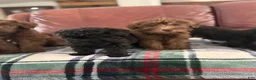 Whoodle dogs for sale: Whoodle Puppy 2 - Ad 1