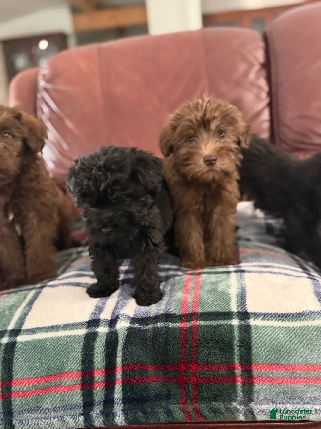 Whoodle dogs for sale: Whoodle Puppy 2 - Ad 1