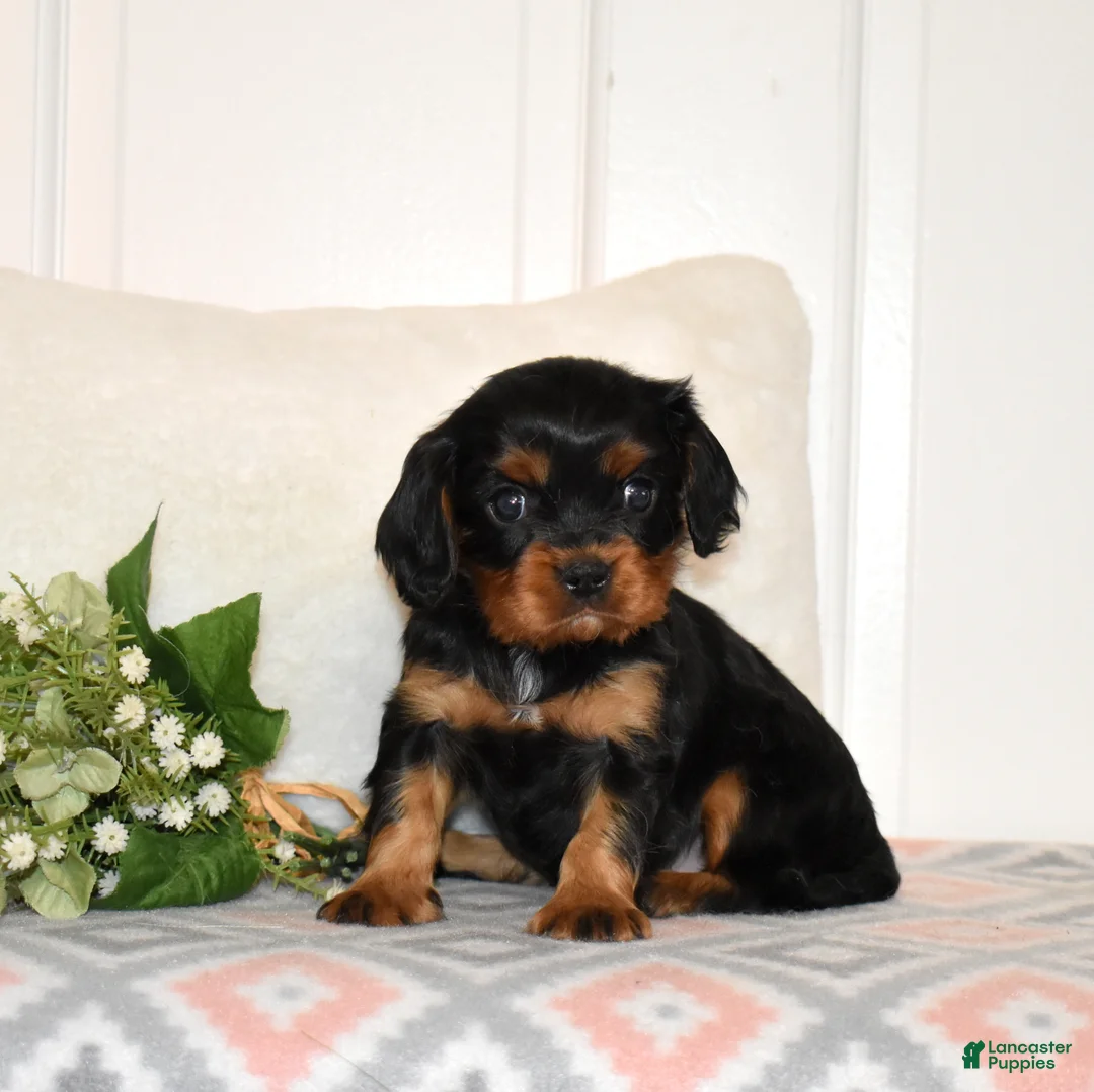 Cavalier King Charles Spaniel dogs for sale: Truffle  - Ad 4