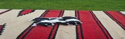 Russell Terrier dogs for sale: Boardman Valley Maggie  - Ad 5
