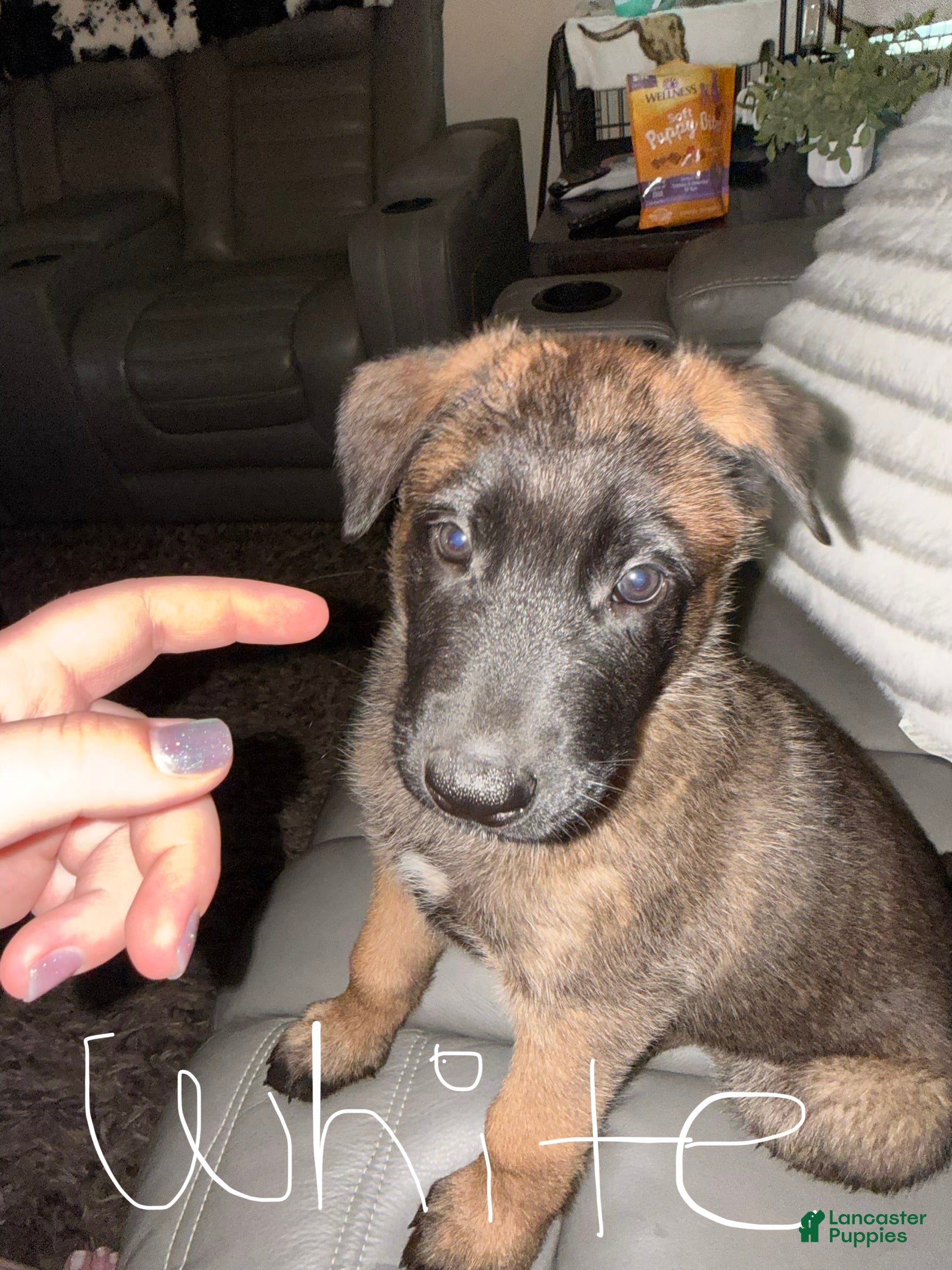 Mixed Breed dogs German Shepard/ Belgian Malinois 4 white collar boy  - Ad 40