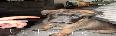 German Shepard/ Belgian Malinois 4 white collar boy 
