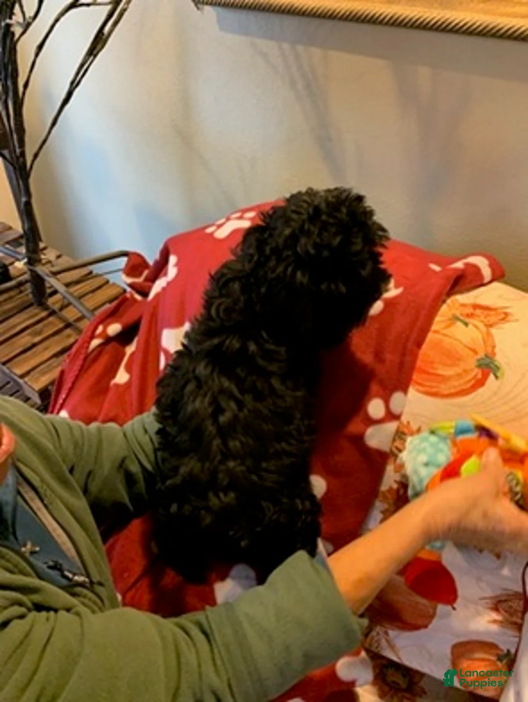 Cockapoo dogs for sale: Cockapoo Puppy 2 - Ad 2