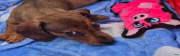 Miniature Dachshund dogs for sale: Julie - Ad 4