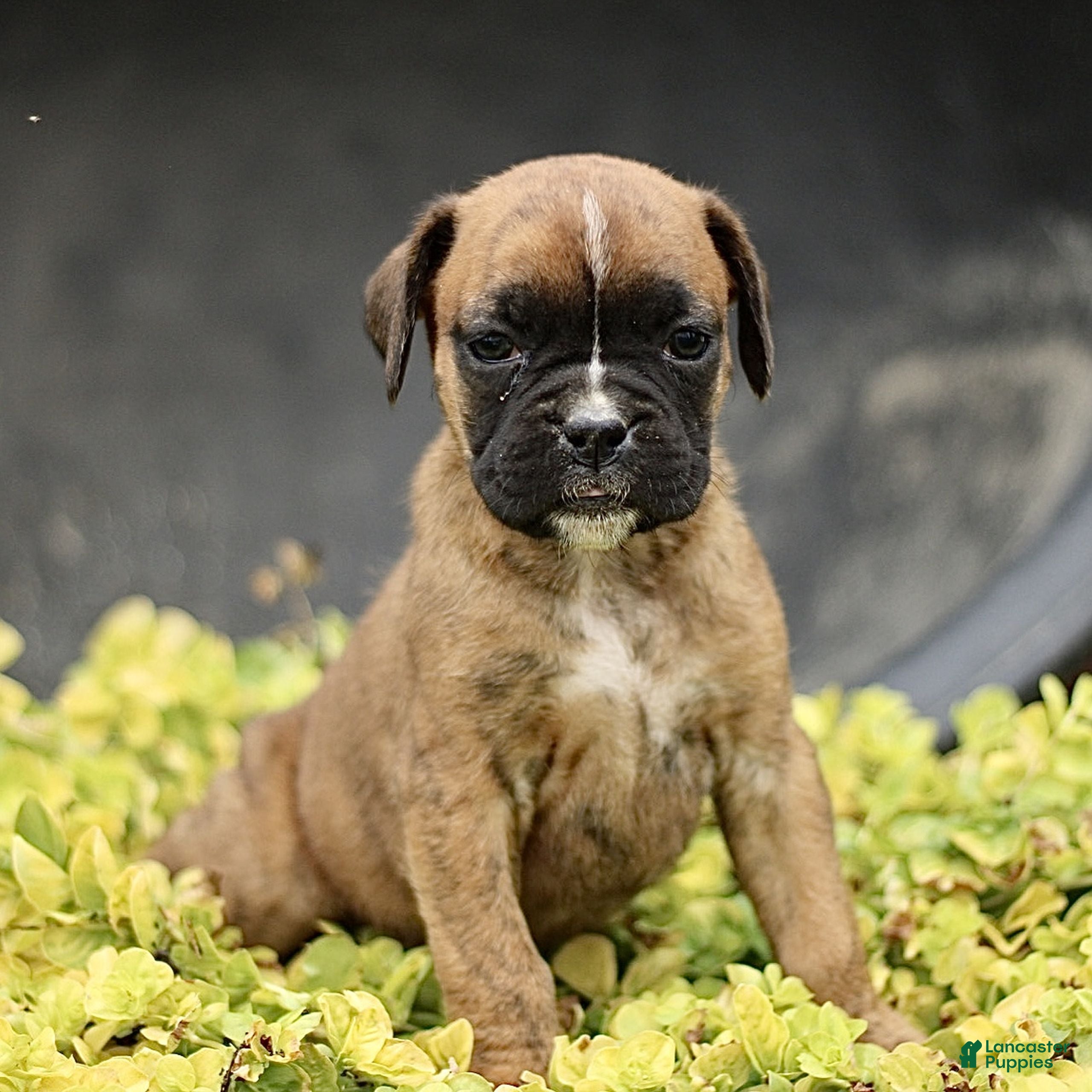 Boxer dogs Tanya  - Ad 1