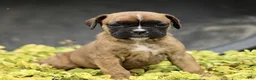 Boxer dogs for sale: Tanya  - Ad 1