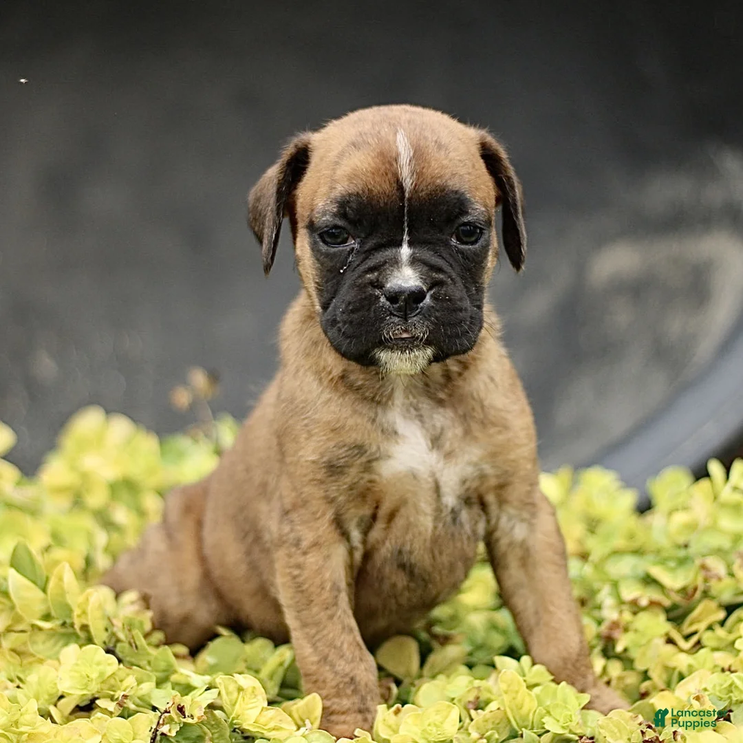 Boxer dogs for sale: Tanya  - Ad 1