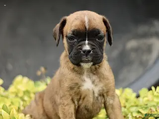 Boxer dogs for sale: Tanya - Ad 1