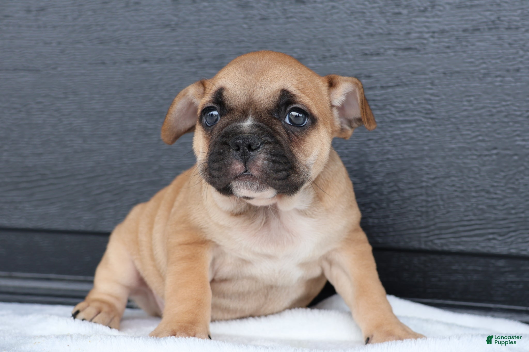 French Bulldog dogs for sale: Ranger - Ad 1