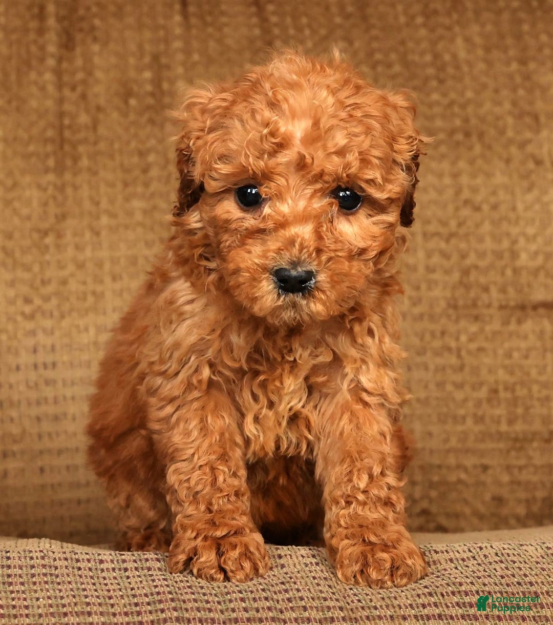 Mini Goldendoodle dogs for sale: Lori - Ad 7