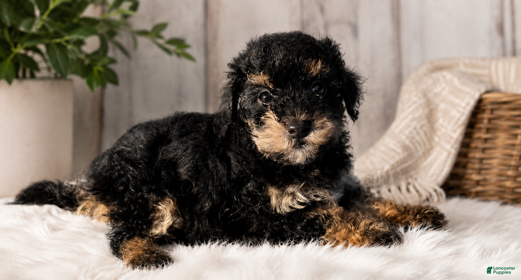Toy Poodle dogs Toy Poodle 2 - Ad 1