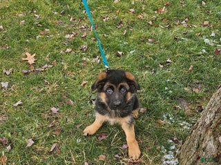 German Shepherd dogs Sadie - Ad 16