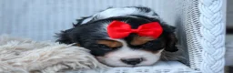 Cavalier King Charles Spaniel dogs for sale: Winston 🐶 - Ad 17