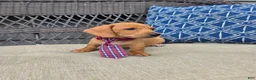 Miniature Dachshund dogs for sale: Black boy  - Ad 3