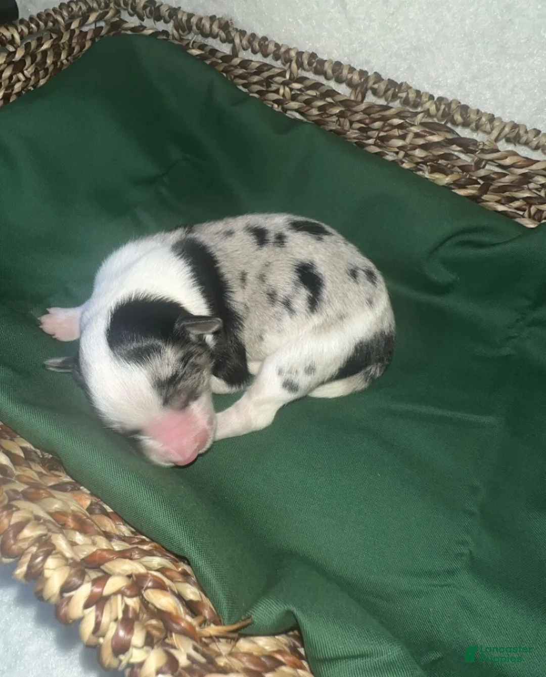 Border Collie dogs for sale: Rocky  - Ad 1
