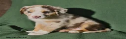 Mixed Breed dogs for sale: Bella   - Ad 2