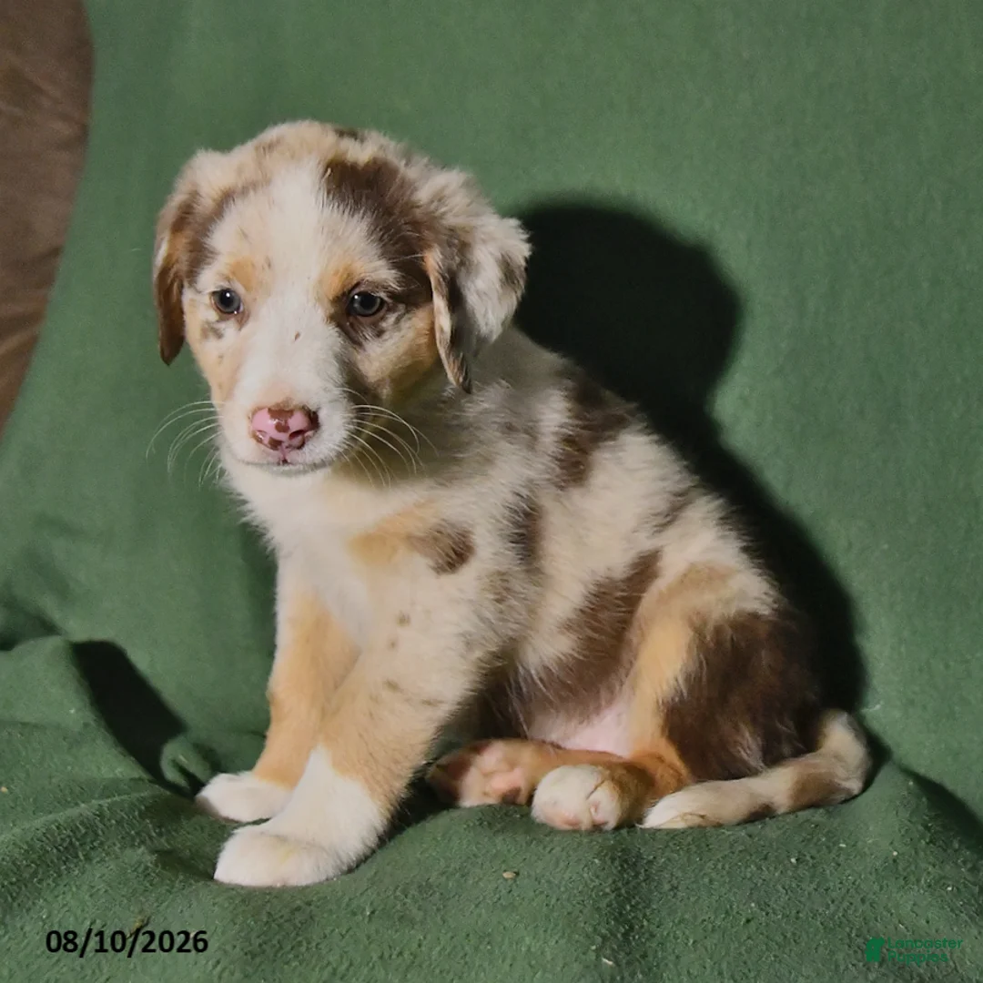 Mixed Breed dogs for sale: Bella   - Ad 2