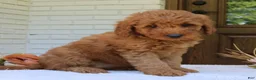 Mini Goldendoodle dogs for sale: Trixie  - Ad 2