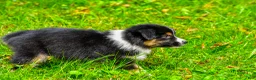 Miniature Australian Shepherd dogs for sale: Joy - Ad 9