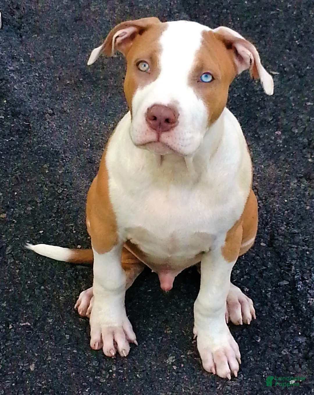 Mixed Breed dogs for sale: "SNOOP DOGG" - Ad 2