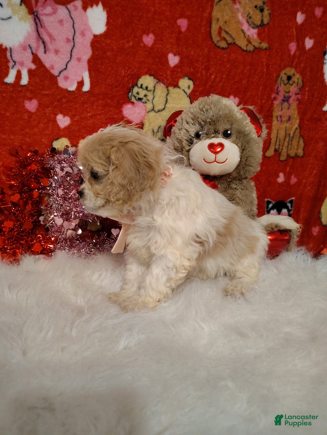 Cavapoo dogs for sale: Stella - Ad 4