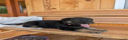German Shepherd dogs for sale: ♥️SWEET RUBY♥️ - Ad 5